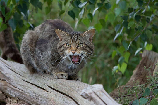 Слика од Felis silvestris grampia Miller 1907