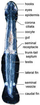 Image de Chaetognatha