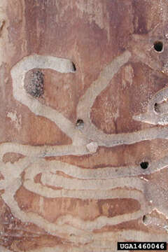 Image of Agrilus