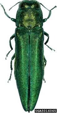 Image of Agrilus