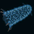 Image of Pyrosome
