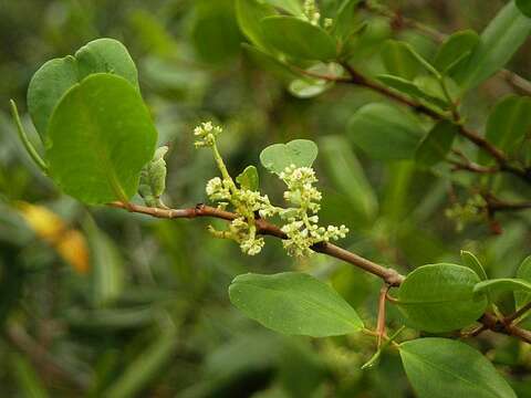 Image of White Mangroves