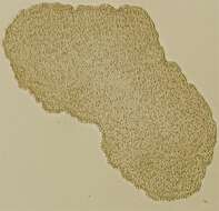 Image of placozoans