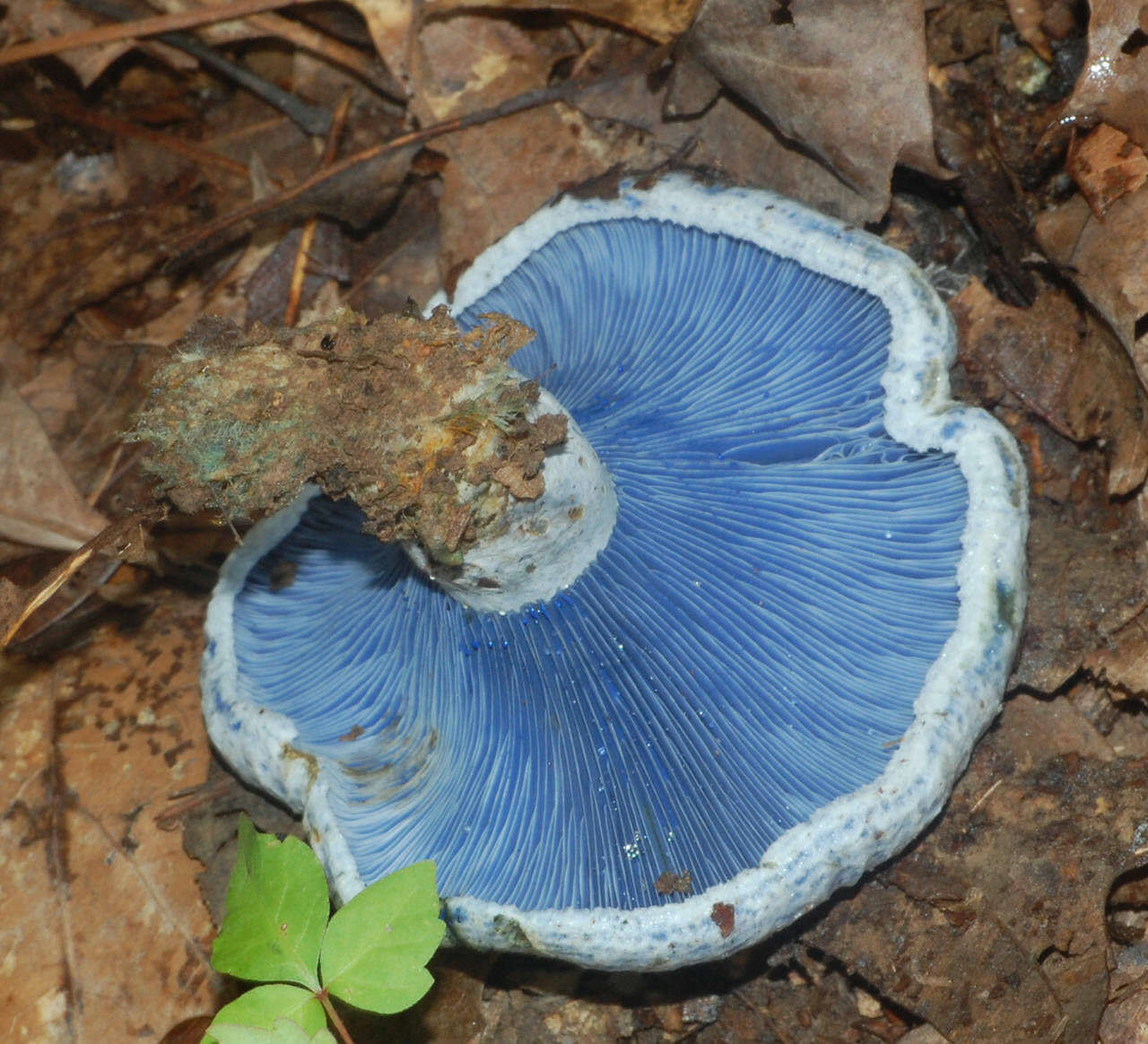 Image of Lactarius