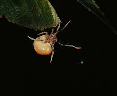 Image of Bolas Spiders
