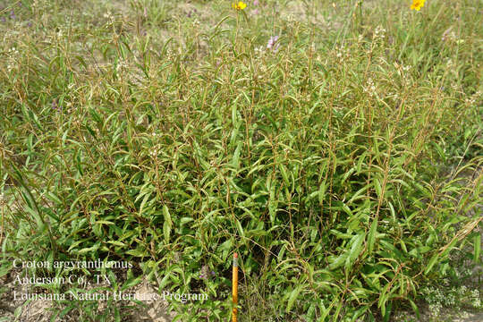 Слика од Croton argyranthemus Michx.