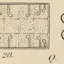 Image of Terpsinoe musica Ehrenberg 1843