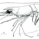 Image of Pleoticus robustus (Smith 1885)