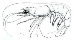Image of Pleoticus Spence Bate 1888