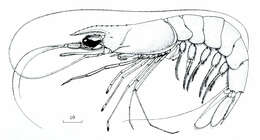 Image of solenocerid shrimps