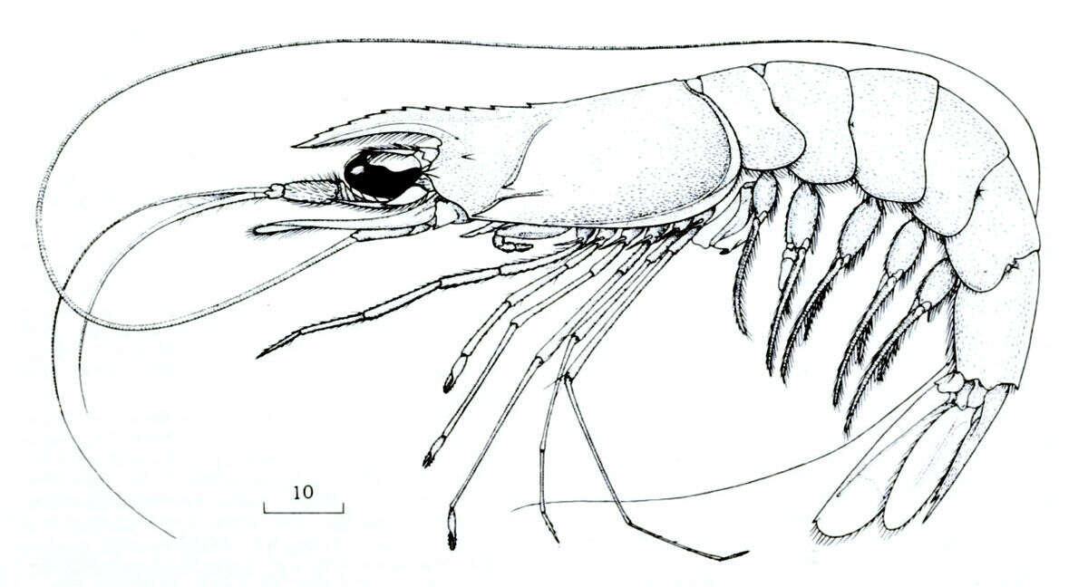 صورة Solenoceridae Wood-Mason ex Wood-Mason & Alcock 1891