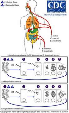 Image de Microsporidies