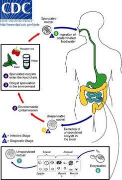 Image of apicomplexan parasites