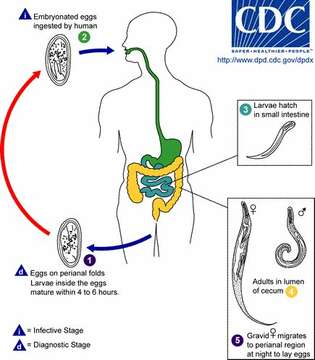 Image of nematodes