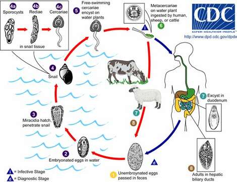 Imagem de Echinostomatoidea