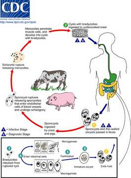 Image de Sarcocystis