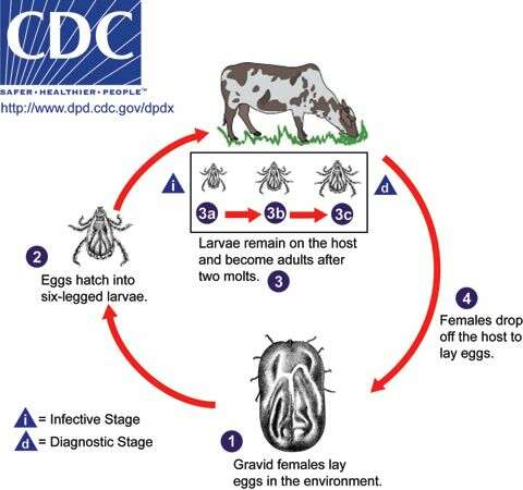 Image of ticks