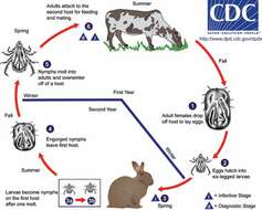 Image of ticks