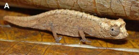 Imagem de Brookesia Gray 1865