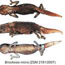 صورة Brookesia micra Glaw, Köhler, Townsend & Vences 2012