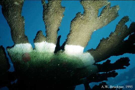 Image of Staghorn corals