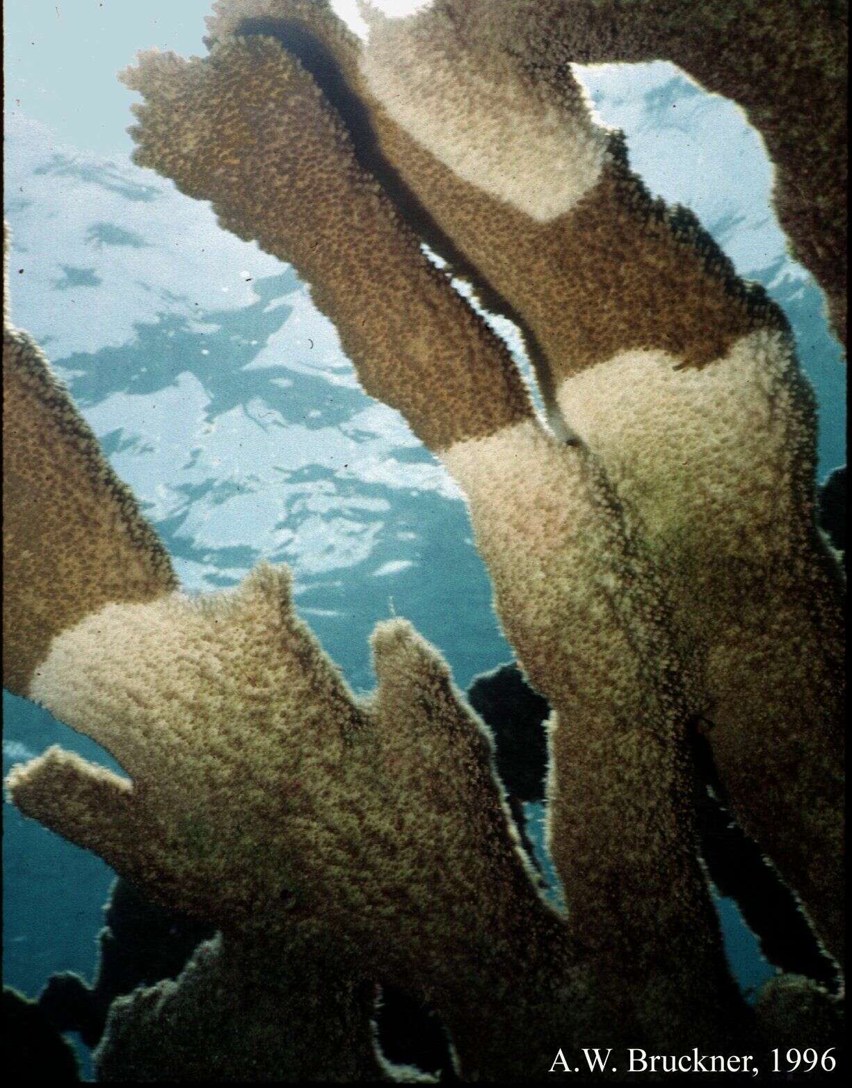 Image de Acropora Oken 1815