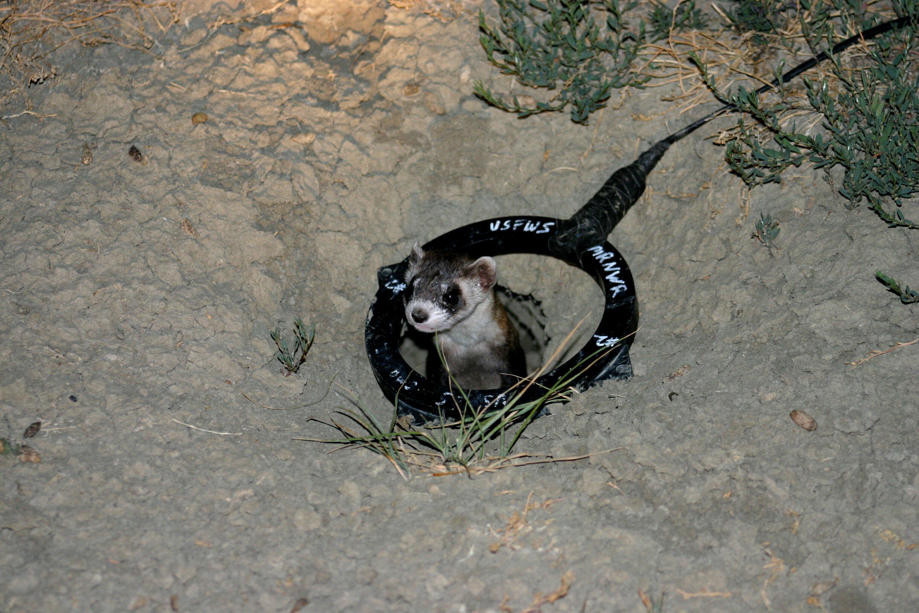 Image of weasels