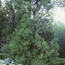 Image of Tsangpo cypress