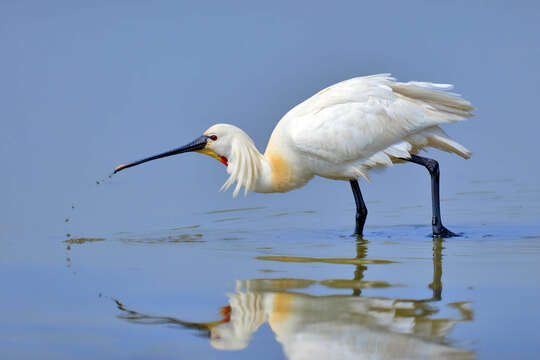 Image of Platalea Linnaeus 1758