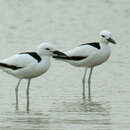 Image of Crab-plover