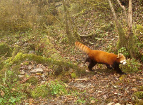 Image of Red panda