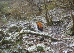 Image of Red panda