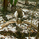 Image of Bush Stone-curlew