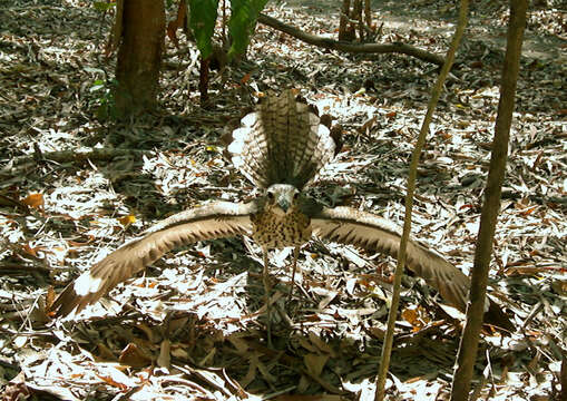 Imagem de Burhinus Illiger 1811