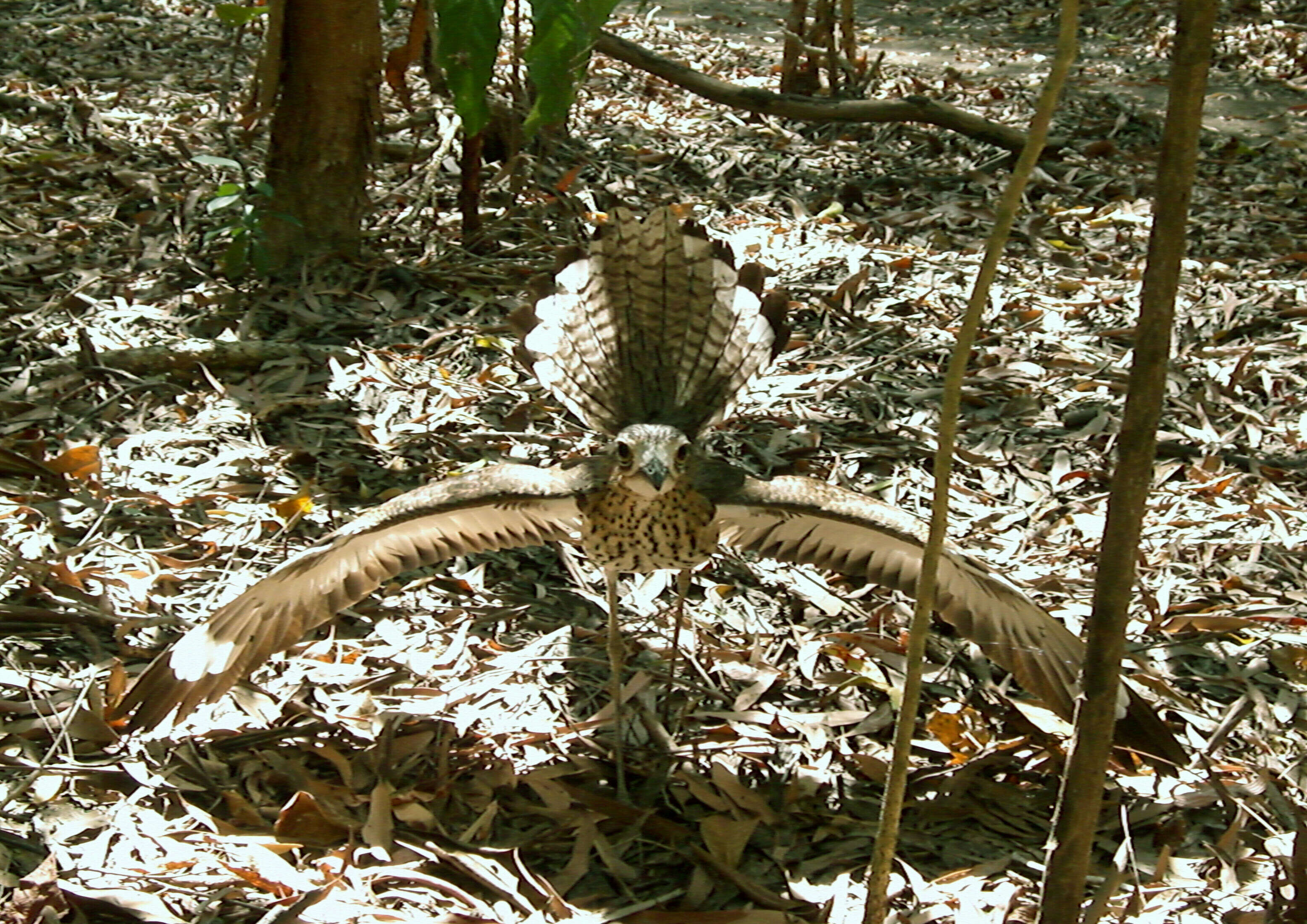 Image of stone-curlews