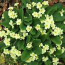 Image of <i>Primula vulgaris</i> Huds.
