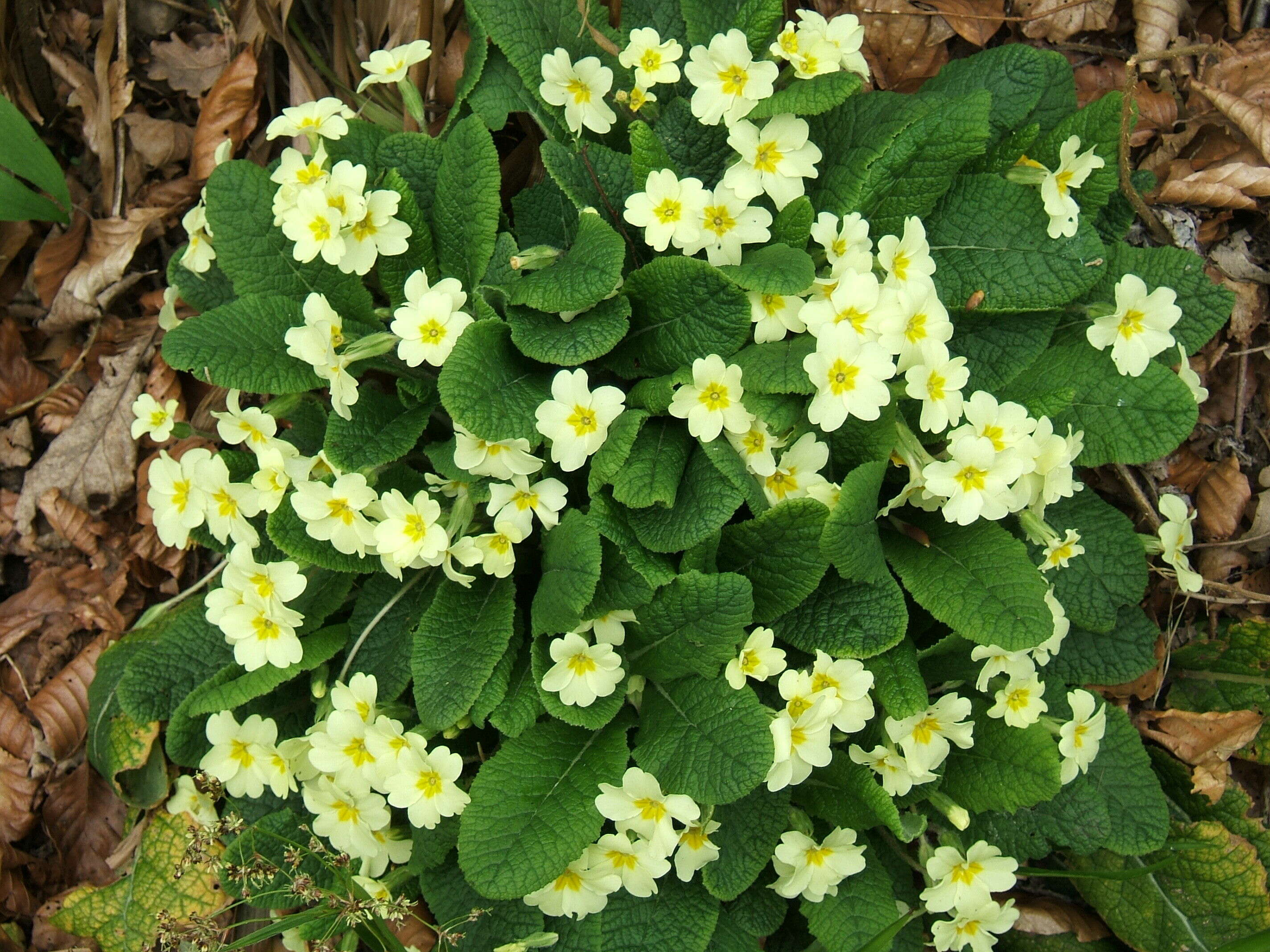 Primula vulgaris (rights holder: Frаnkis, Michаel)