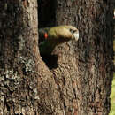 Image of Brown-necked Parrot