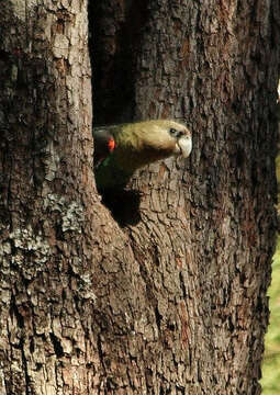 Imagem de Poicephalus Swainson 1837