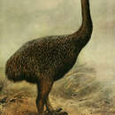 Image de Megalapteryx didinus (Owen 1883)