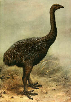 Image of Megalapteryx Haast 1885