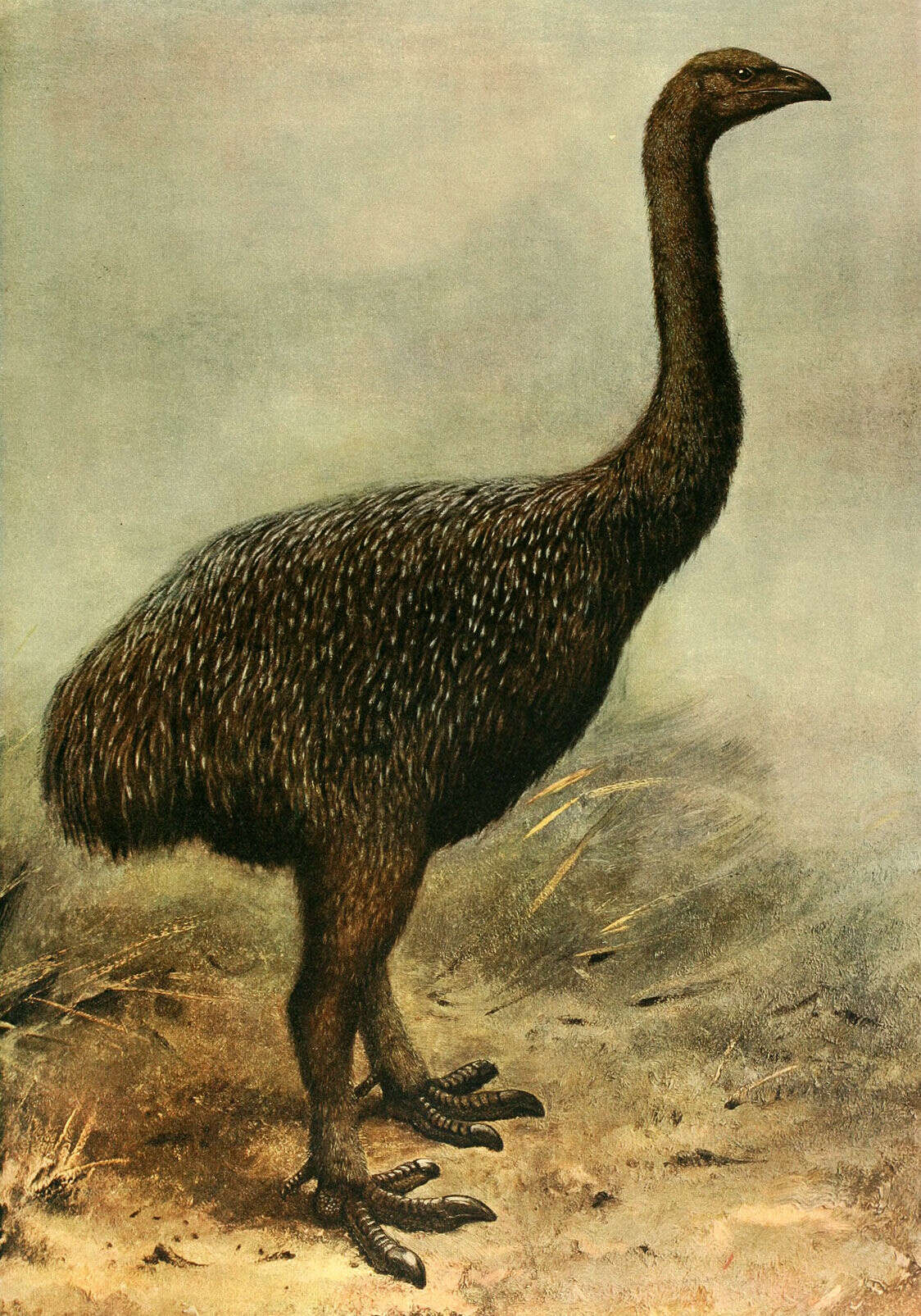 صورة Dinornithiformes