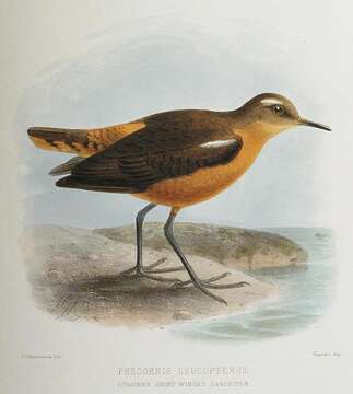 Image of Polynesian sandpiper