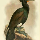 Imagem de Phalacrocorax perspicillatus Pallas 1811