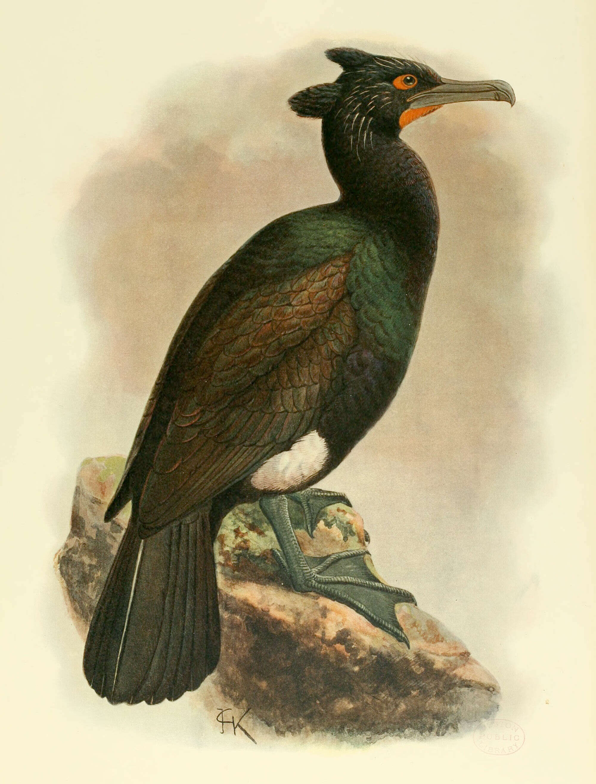 Plancia ëd Phalacrocorax perspicillatus Pallas 1811