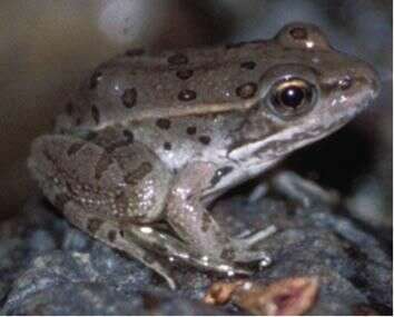 Image de Lithobates yavapaiensis (Platz & Frost 1984)