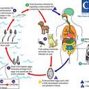 Image of Metagonimiasis