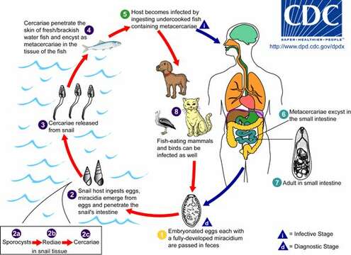 Image of Metagonimus