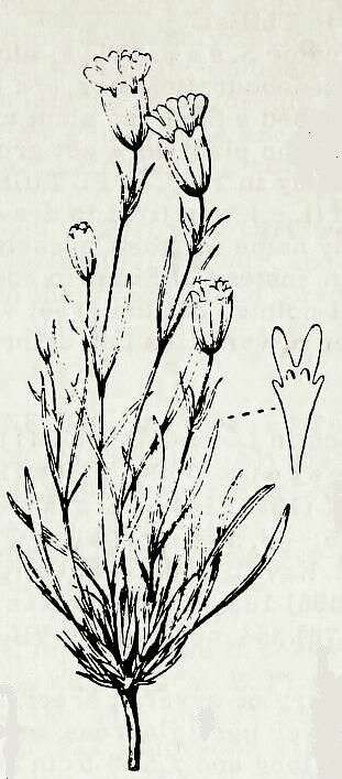 Imagem de Silene stenophylla Ledeb.