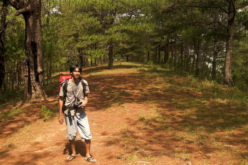 Image of Benguet Pine